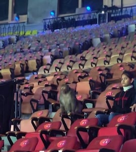 Monkey Spotted In Stands On Day 2 Of India Open Badminton Tournament