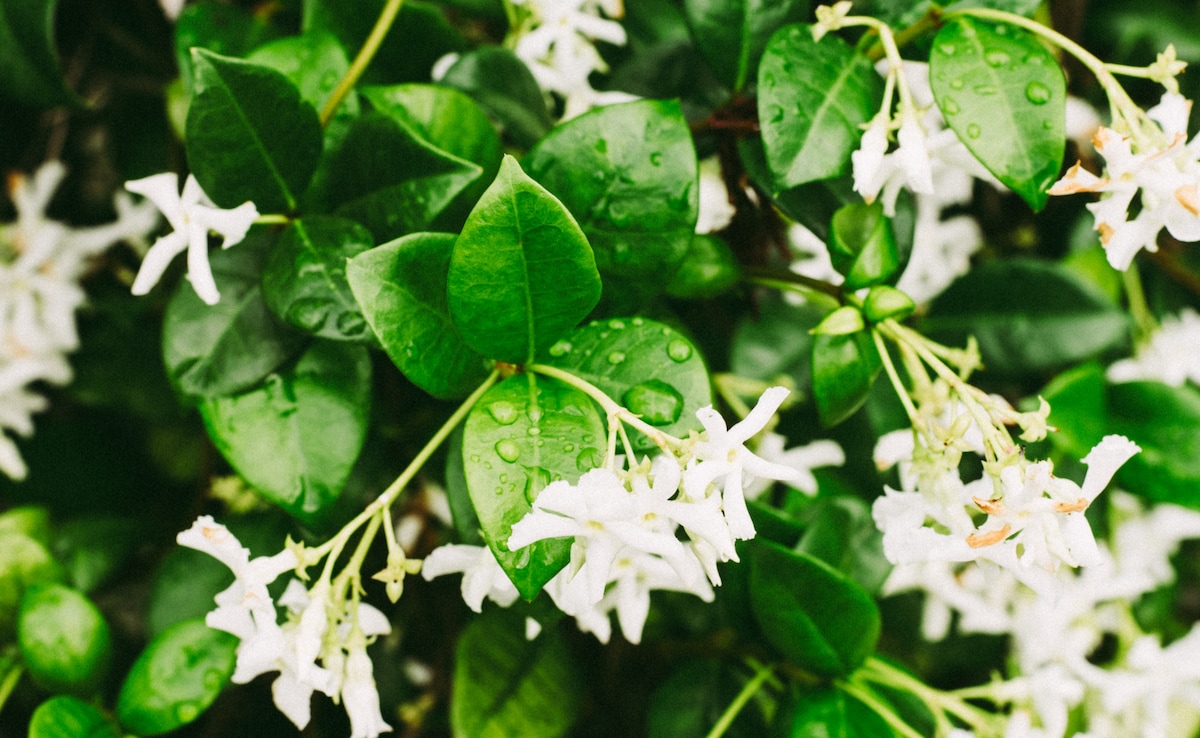 7 Health Benefits Of Parijat Or Night Jasmine Leaves