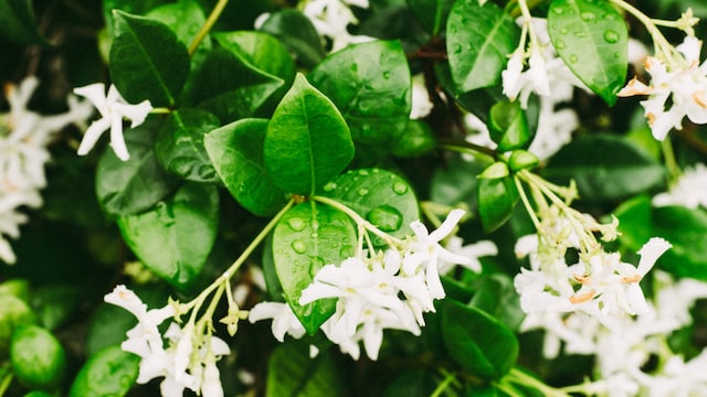 Parijat, or night jasmine, leaves have numerous health benefits whose dose matters