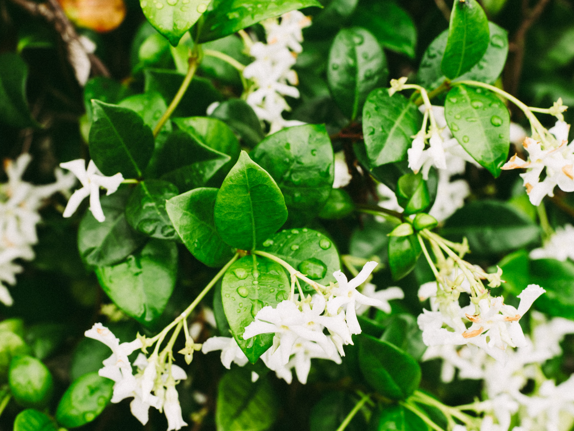 Parijat, or night jasmine, leaves have numerous health benefits whose dose matters