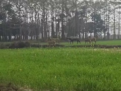 मधेपुरा के किसानों की पुकार- भुखमरी की हालत हो जाएगी, मदद करो सरकार