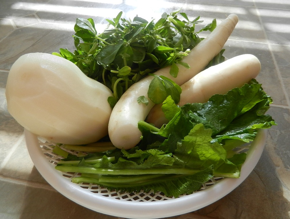 Radishes leaves and their consumption could boost kidney health