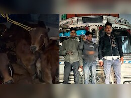भूसे की तरह ट्रक में भरे थे गौवंश, पकड़े जाने पर भागे तस्&zwj;कर &nbsp;