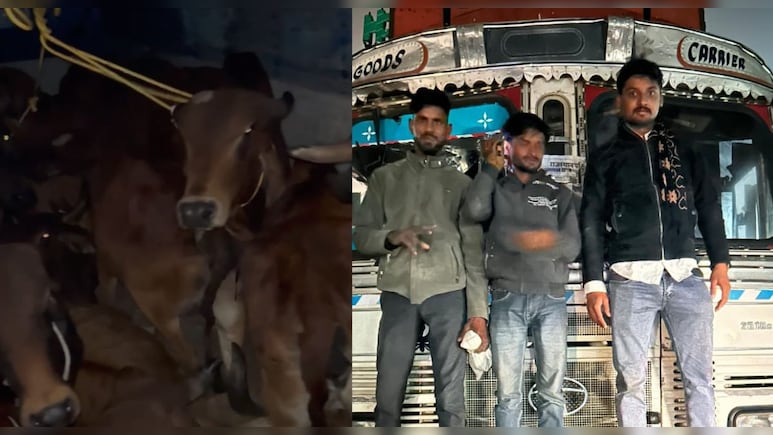 भूसे की तरह ट्रक में भरे थे गौवंश, पकड़े जाने पर भागे तस्&zwj;कर &nbsp;