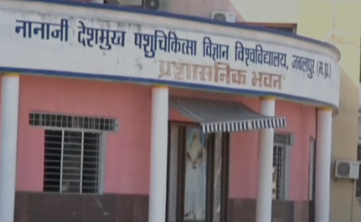 Audit Report: जबलपुर में पंचगव्य शोध परियोजना पर सवाल, 3.50 करोड़ रुपये खर्च, जांच रिपोर्ट ने चौंकाया