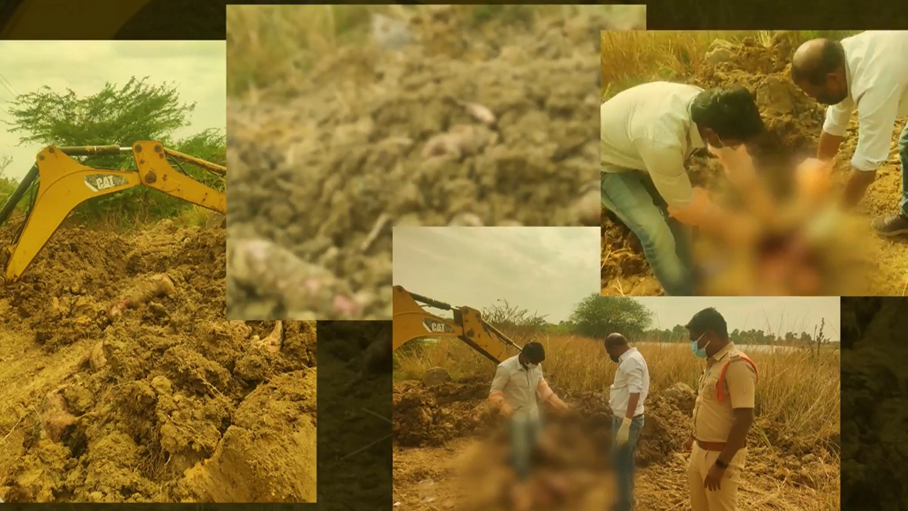 Telangana Panchayat Kills 500 Dogs In A Week To Fulfil 'Election Promise'