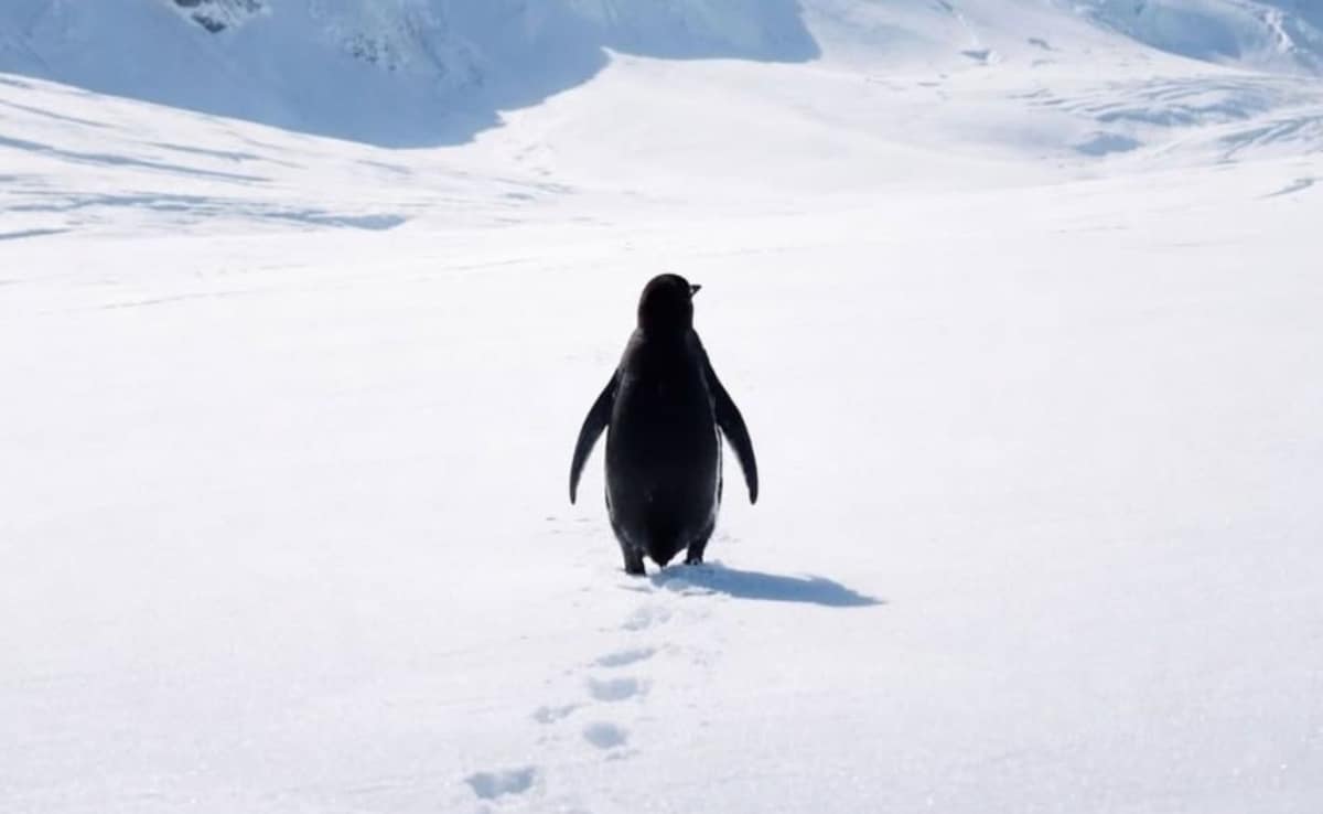 Why A Lone Nihilist Penguin From A 2007 Documentary Is Going Viral In 2026