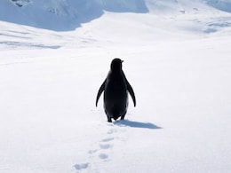 Why A Lone Nihilist Penguin's Clip From A 2007 Documentary Is Going Viral In 2026
