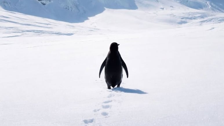Why A Lone Nihilist Penguin's Clip From A 2007 Documentary Is Going Viral In 2026