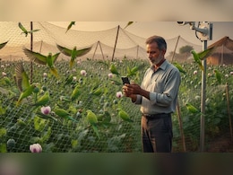 Rajasthan: 'नशेड़ी तोते चुरा ले गए अफीम तो छिन जाएगा लाइसेंस', चित्तौड़गढ़ में मोबाइल पर खेतों की LIVE पहरेदारी कर रहे किसान