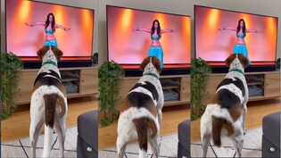 Try Not to Laugh Challenges... बैली डांसर को देख कुत्ते ने लचकाई कमर, अपने पेट के साथ ट्राई करें ये मजेदार ट्र&zwj;िक