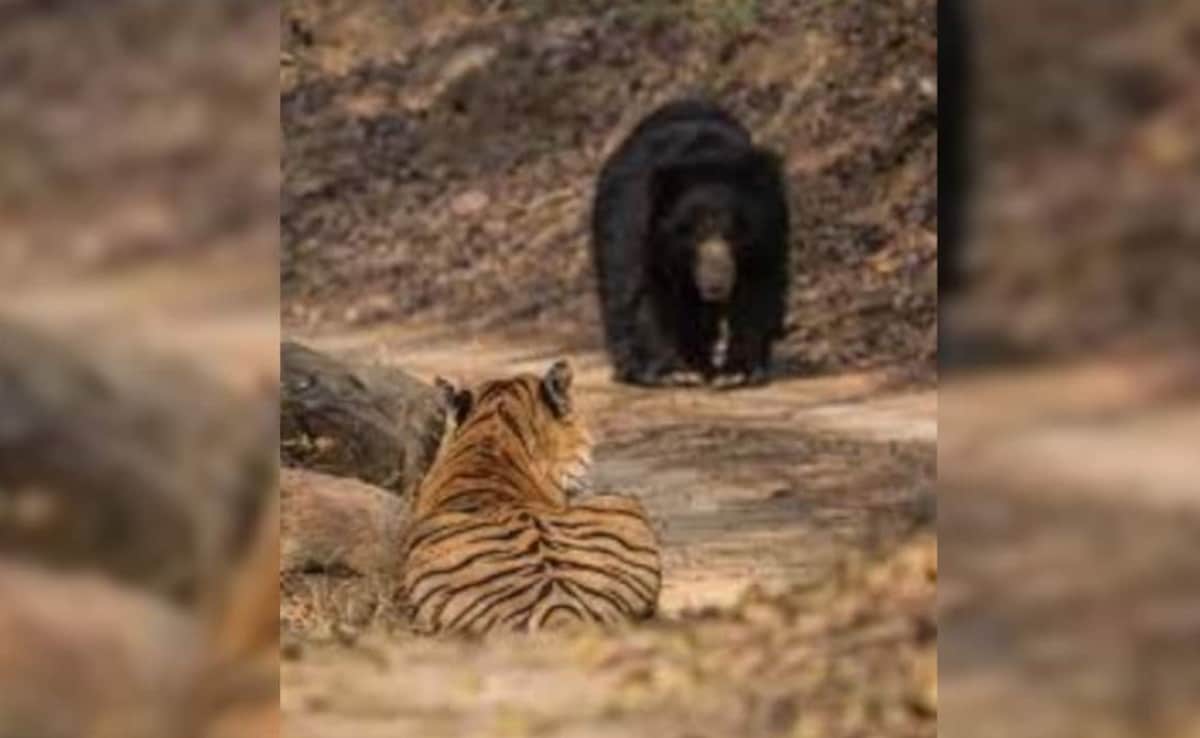 Latest and Breaking News on NDTV