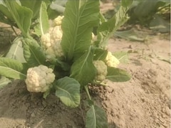 ये तो अजूबा है? एक ही पौधे में खिले 6 गोभी, कुदरत का करिश्मा देखने लग गई भीड़