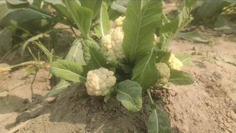 ये तो अजूबा है? एक ही पौधे में खिले 6 गोभी, कुदरत का करिश्मा देखने लग गई भीड़