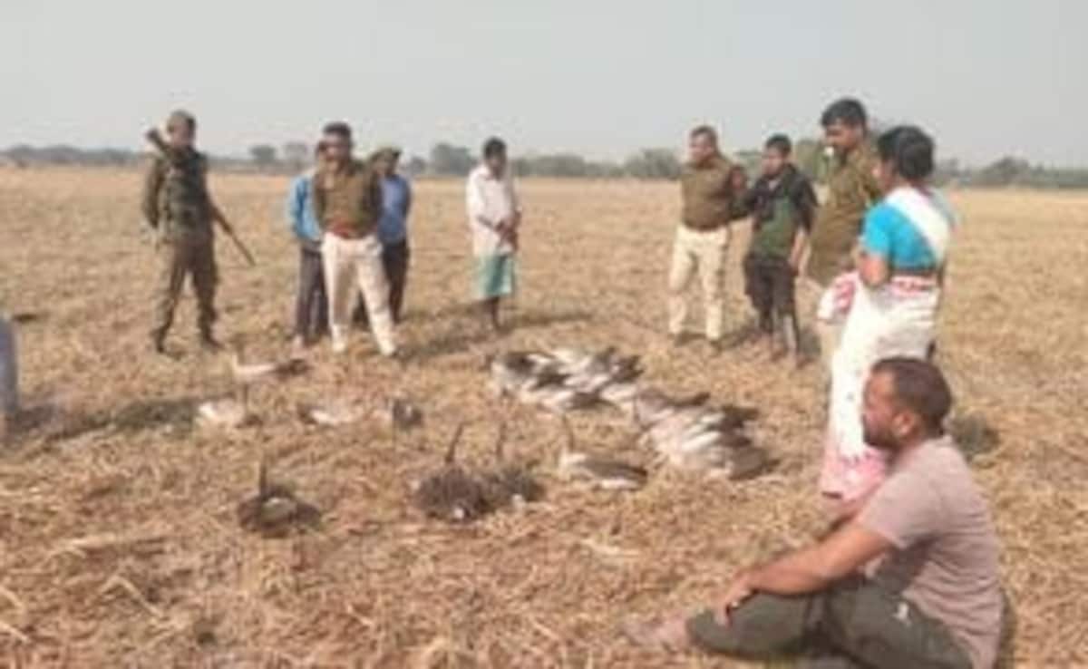 50 Carcasses Of Migratory Birds Found In Assam District, Poisoning Suspected