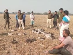 50 Carcasses Of Migratory Birds Found In Assam District, Poisoning Suspected