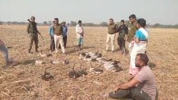 50 Carcasses Of Migratory Birds Found In Assam District, Poisoning Suspected