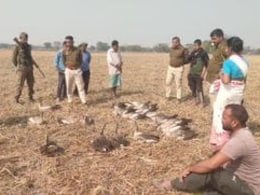 50 Carcasses Of Migratory Birds Found In Assam District, Poisoning Suspected