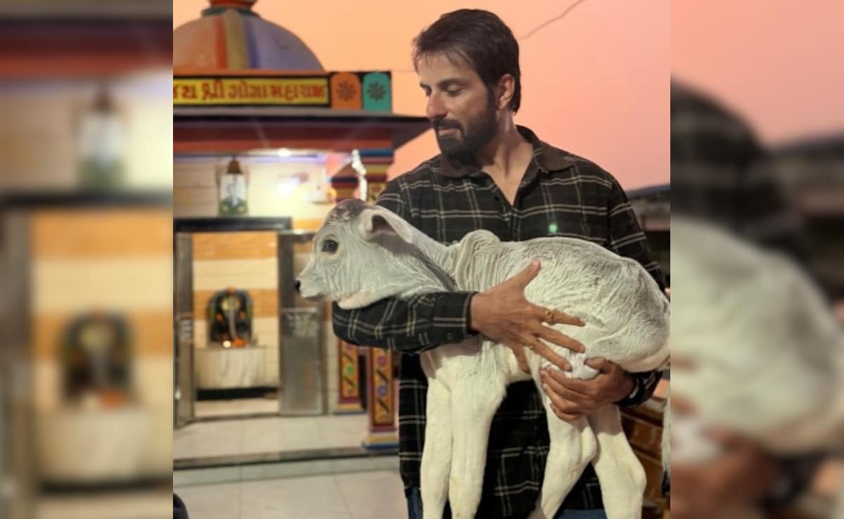 सोनू सूद ने की 7000 गायों की मदद, बेसहारा और घायल गायों की बेहतरी के लिए दान किए 22 लाख