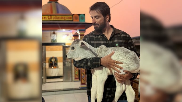 सोनू सूद ने की 7000 गायों की मदद, बेसहारा और घायल गायों की बेहतरी के लिए दान किए 22 लाख