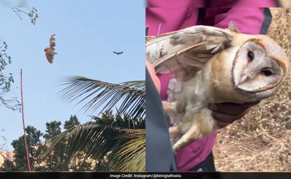 Firefighters Rescue Owl Caught In Kite String In Maharashtra, Heartwarming Video Viral