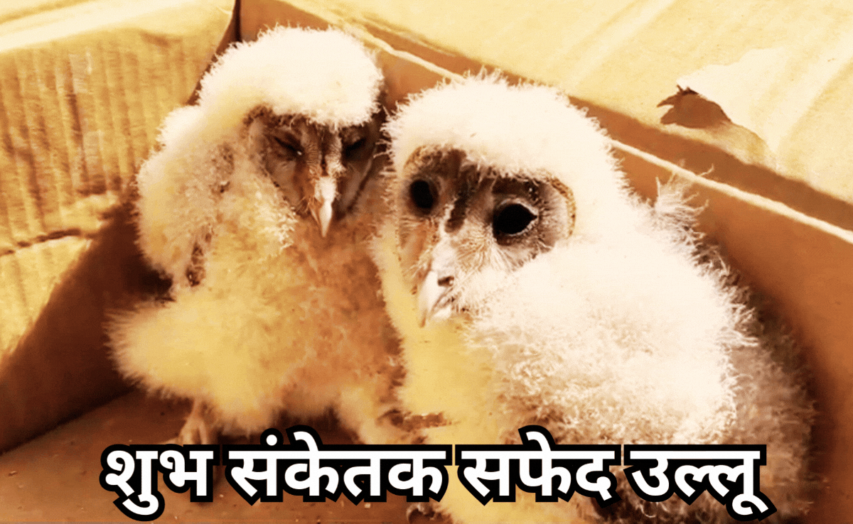 White Owls: बालाघाट में 100 साल पुराने घर में मिले सफेद उल्लू, दर्शन से ही खुल जाती है किस्मत, जानें क्यों होते हैं खास?