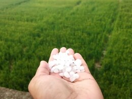 Rajasthan Weather: अलवर में झमाझम बारिश के साथ गिरे ओले, कही खिले किसानों के खिले चेहरे तो कही छाई चिंता की लकीरें