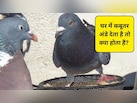 जब कबूतर आपके घर या बालकनी में अंडे देता है तो इसका क्या मतलब है? Premanand Maharaj से जानिए