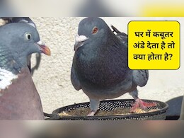 जब कबूतर आपके घर या बालकनी में अंडे देता है तो इसका क्या मतलब है? Premanand Maharaj से जानिए