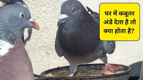 जब कबूतर आपके घर या बालकनी में अंडे देता है तो इसका क्या मतलब है? Premanand Maharaj से जानिए