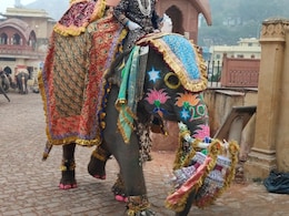 Rajasthan: आमेर के हाथियों का जलवा, शाही अंदाज में Happy New Year विश कर विदेशी सैलानियों का जीता दिल, सेल्फी की मची होड़