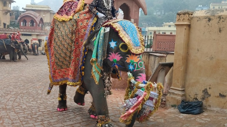 Rajasthan: आमेर के हाथियों का जलवा, शाही अंदाज में Happy New Year विश कर विदेशी सैलानियों का जीता दिल, सेल्फी की मची होड़