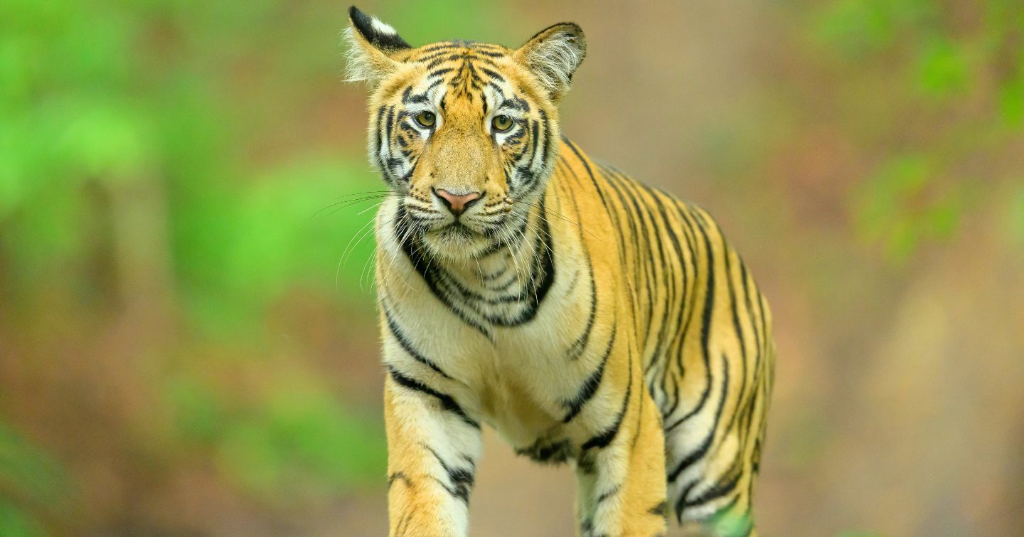Planning A Tiger Safari In India? Here's How To Choose The Right Destination