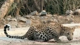 Ranthambore: रणथंभौर टाइगर रिजर्व में पैंथर का कुनबा बढ़ा, पर्यटकों के लिए बढ़ा रोमांच