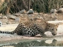 Ranthambore: रणथंभौर टाइगर रिजर्व में पैंथर का कुनबा बढ़ा, पर्यटकों के लिए बढ़ा रोमांच