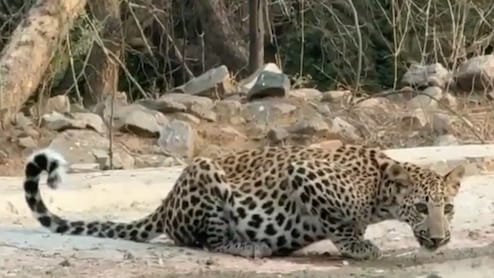 Ranthambore: रणथंभौर टाइगर रिजर्व में पैंथर का कुनबा बढ़ा, पर्यटकों के लिए बढ़ा रोमांच