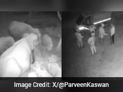 Watch: Elephant Herd Gently Directed Away From Village By Forest Officers