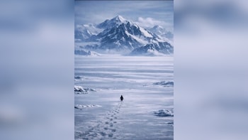Lone Penguin Leaves Colony, Marches Toward Icy Mountains; Internet Asks But Why?