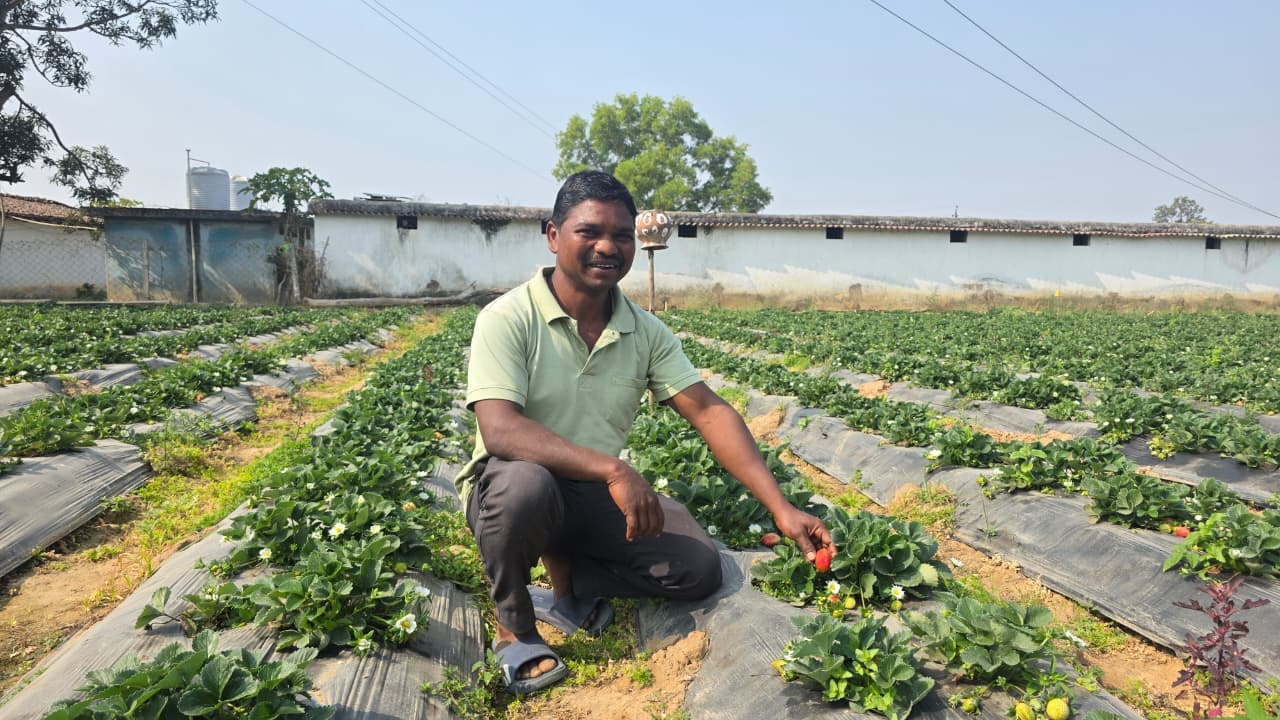 Strawberry Cultivation: प्रगतिशील किसान