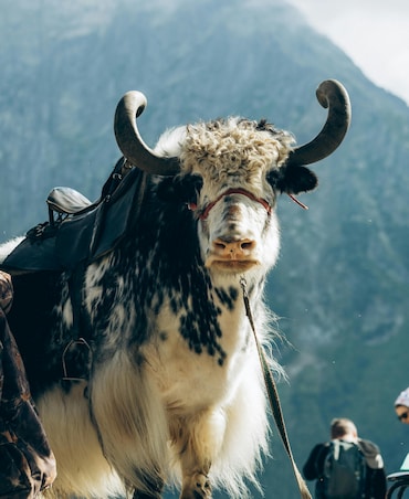 Health Benefits Of Yak Milk