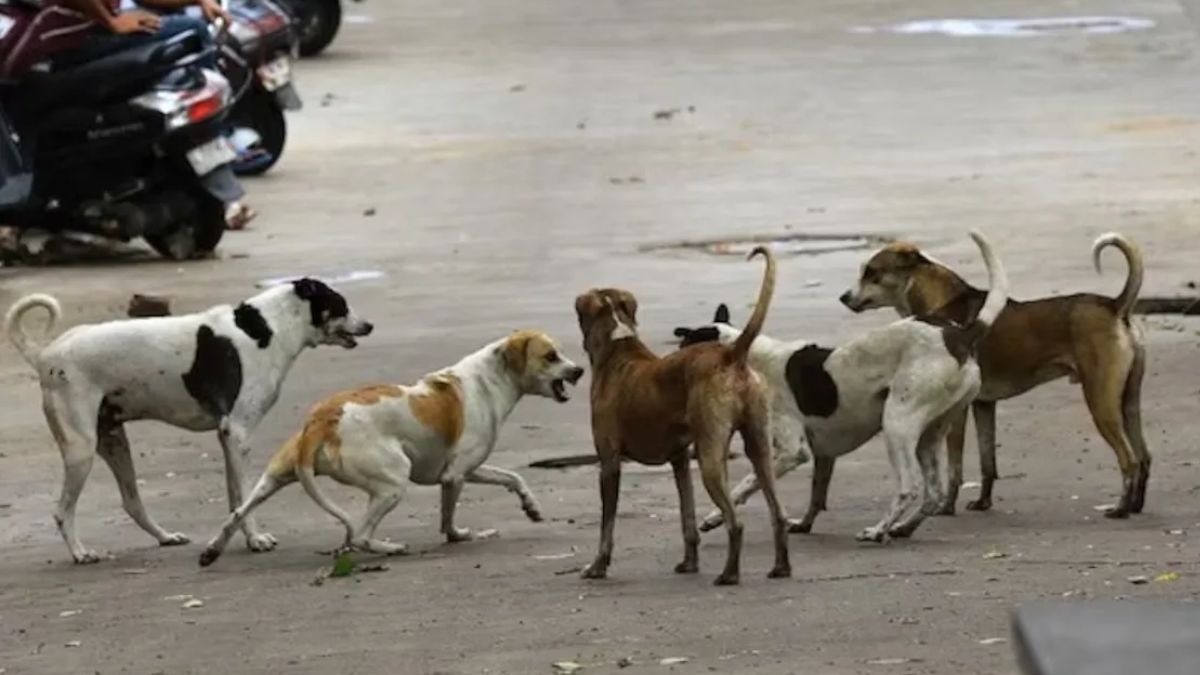 500 के बाद अब और 100 कुत्तों की रहस्यमय मौत, तेलंगाना के गांवों में आखिर यह हो क्या रहा! 