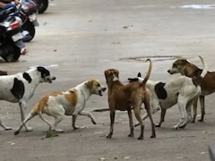 नरसंहार जारी! तेलंगाना के गांव में 100 कुत्तों को जहर देकर मार डाला, 500 का पहले हुआ मर्डर, जानें- इनसाइड स्टोरी