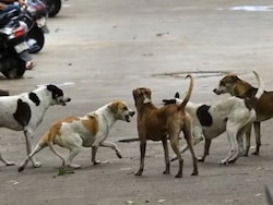 'Saw Dogs Eating Her': How Decomposed Body Of Delhi Rape Victim Was Found