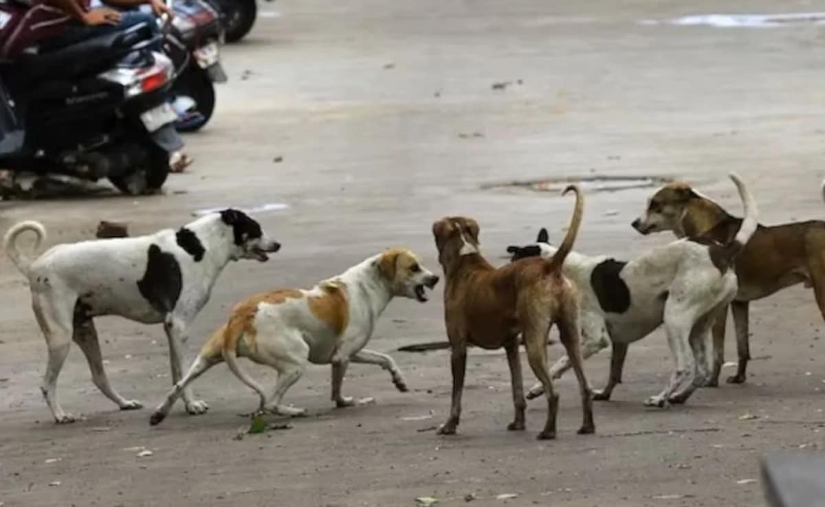 फाइल फोटो फाइल फोटो