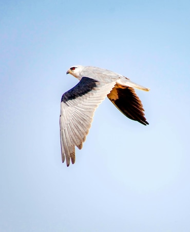 Facts You Didn't Know About Raptors