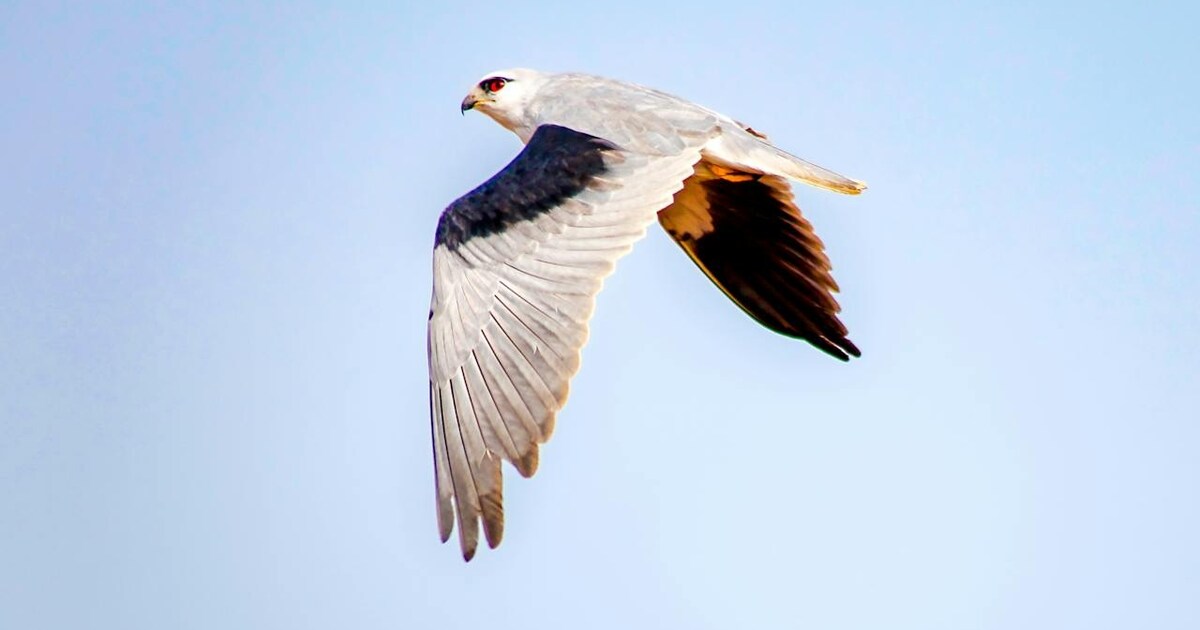Rushing Raptos Facts You Didn't Know About Raptors