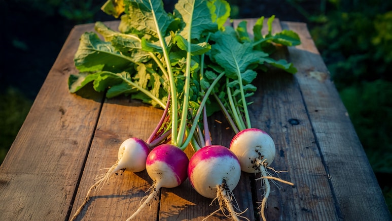 आयुर्वेद में शलजम को सुपरफूड माना गया है?  जानें ठंड में खाने के फायदे और सही तरीका