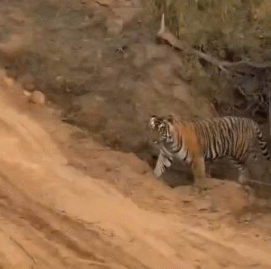 Rajasthan: सरिस्का में टूरिस्ट जिप्सी के आगे से गुजरी बाघिन, शावकों के साथ एस टी-30 को देख रोमांचित हो उठे पर्यटक