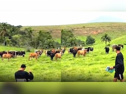 खेत बना क्लासरूम...मास्टर जी बनकर यूं लगाई गायों की हाजिरी, रिस्पांस देख छूट जाएगी हंसी