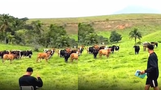 खेत बना क्लासरूम...मास्टर जी बनकर यूं लगाई गायों की हाजिरी, रिस्पांस देख छूट जाएगी हंसी